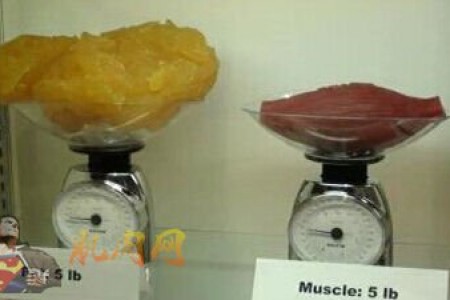 肌肉和脂肪的体积比较