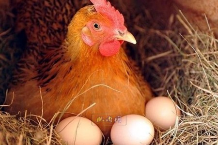 蛋黄每天能吃两个?